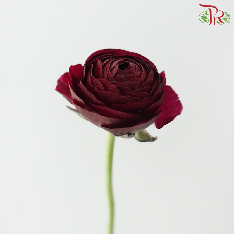 Ranunculus - Mixed Dark Red & Purple (Per Bunch)*Small Bud ***Fragile-Mixed Dark Red / Purple-China-prflorist.com.my