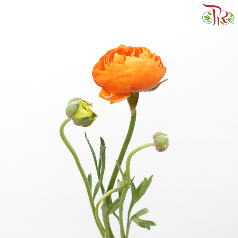 Ranunculus - Orange (10 Stems) *Small Bud ***Fragile-Orange-China-prflorist.com.my