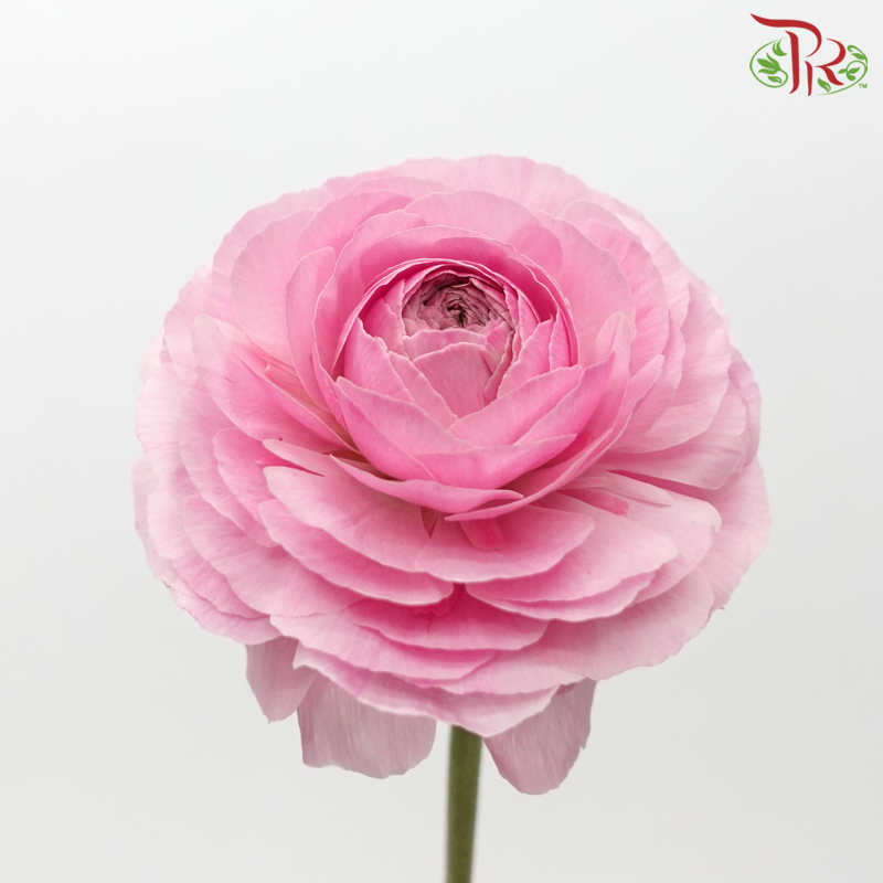 Ranunculus - Persian Pink ***Fragile (5 Stems)-Persian Pink-Japan-prflorist.com.my
