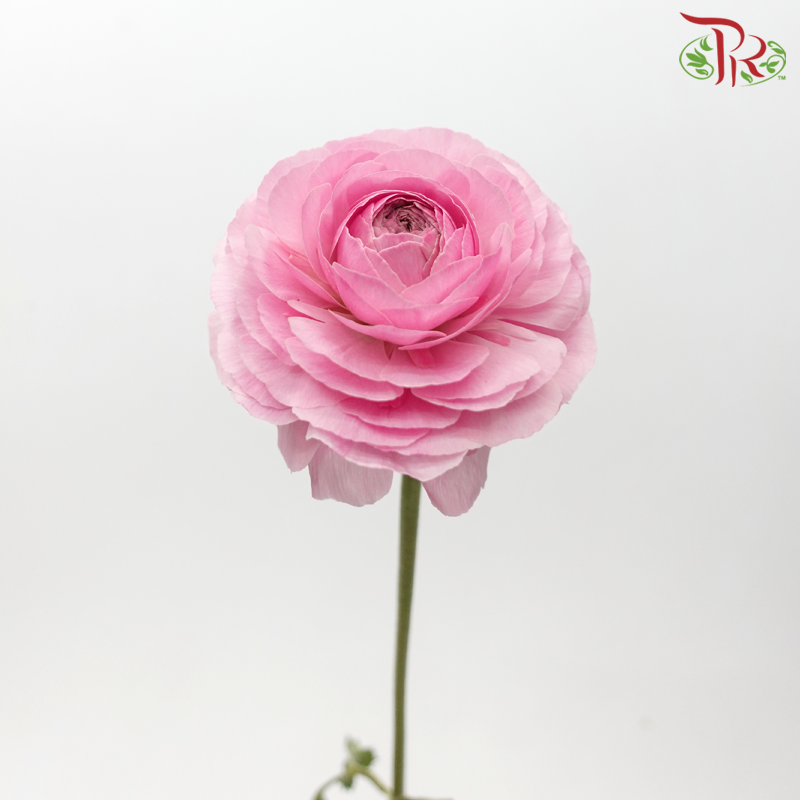 Ranunculus - Persian Pink ***Fragile (5 Stems)-Persian Pink-Japan-prflorist.com.my