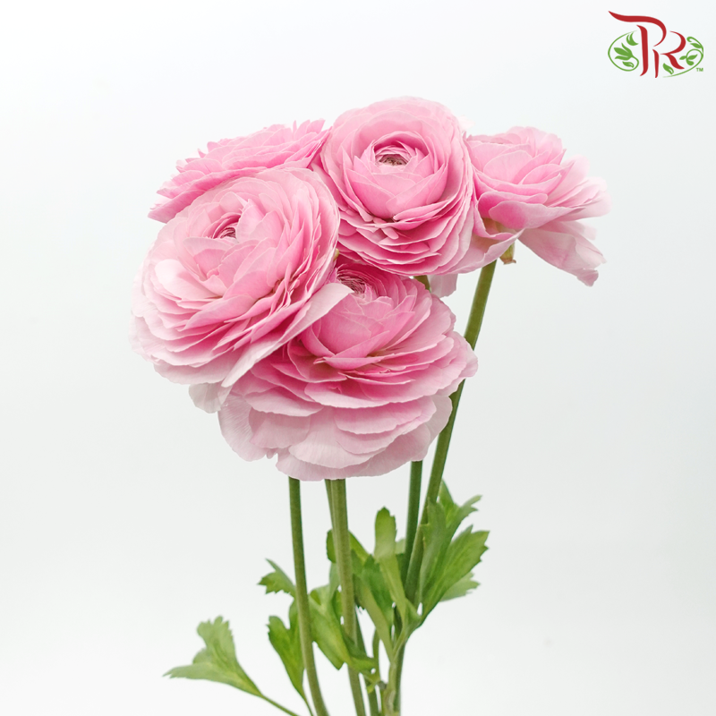 Ranunculus - Persian Pink ***Fragile (5 Stems)-Persian Pink-Japan-prflorist.com.my