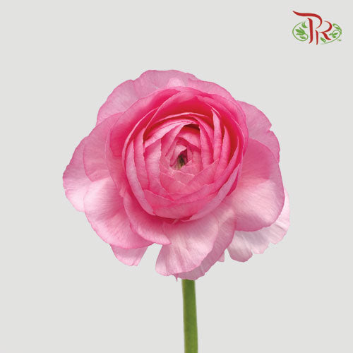 Ranunculus - Pink (10 stems) **Fragile-Pink-Italy-prflorist.com.my