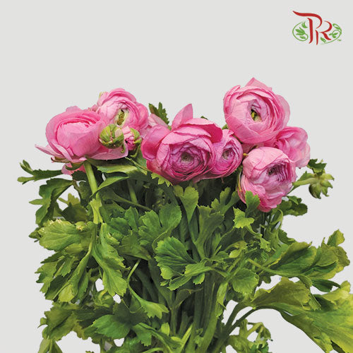 Ranunculus - Pink (10 stems) **Fragile-Pink-Italy-prflorist.com.my