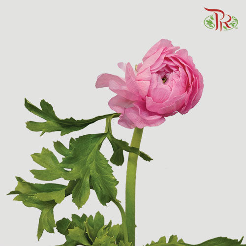 Ranunculus - Pink (10 stems) **Fragile-Pink-Italy-prflorist.com.my