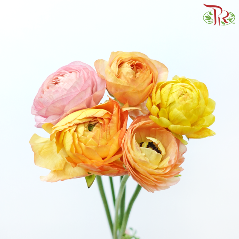 Ranunculus - Pink Sunset (5 Stems)-Pink Sunset-Netherland-prflorist.com.my