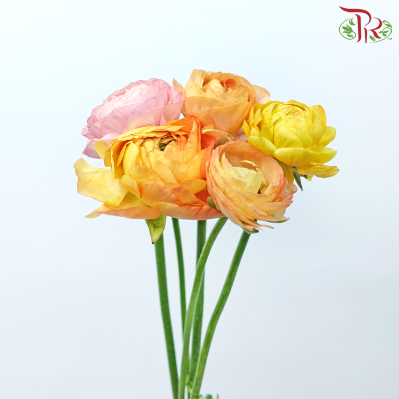 Ranunculus - Pink Sunset (5 Stems)-Pink Sunset-Netherland-prflorist.com.my