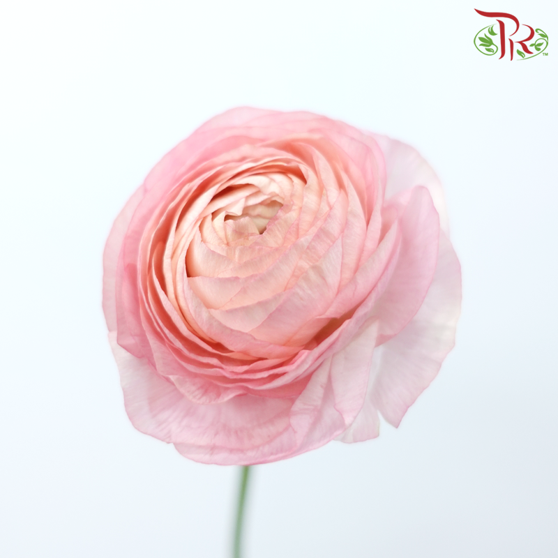 Ranunculus - Pink Sunset (5 Stems)-Pink Sunset-Netherland-prflorist.com.my
