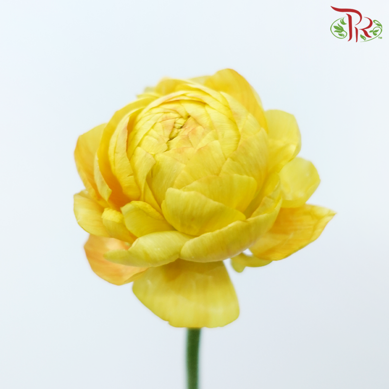 Ranunculus - Pink Sunset (5 Stems)-Pink Sunset-Netherland-prflorist.com.my