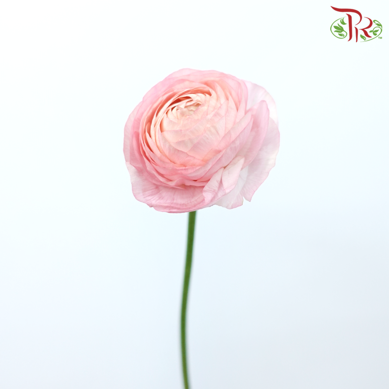 Ranunculus - Pink Sunset (5 Stems)-Pink Sunset-Netherland-prflorist.com.my