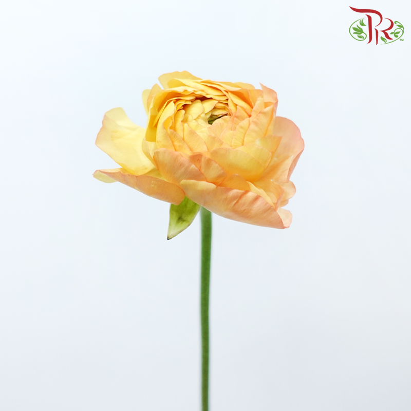 Ranunculus - Pink Sunset (5 Stems)-Pink Sunset-Netherland-prflorist.com.my