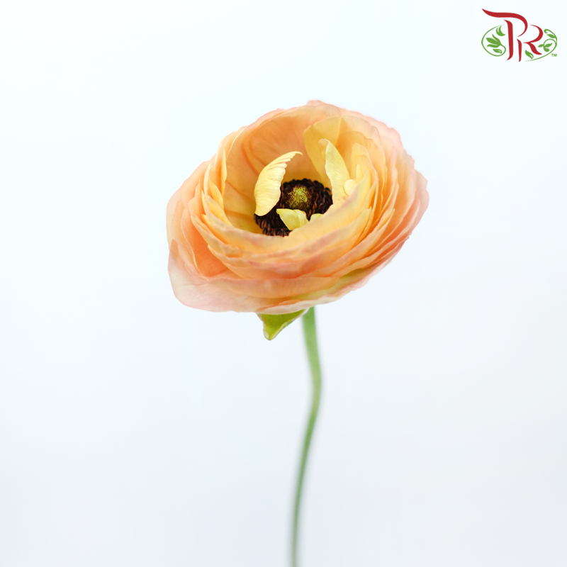 Ranunculus - Pink Sunset (5 Stems)-Pink Sunset-Netherland-prflorist.com.my