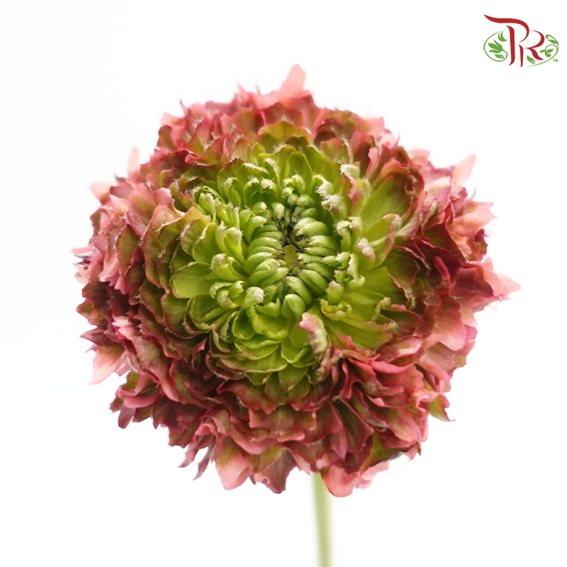 Ranunculus Pon Pon - Fairyland (Per Bunch)-Bicolour Coral Pink & Green-China-prflorist.com.my