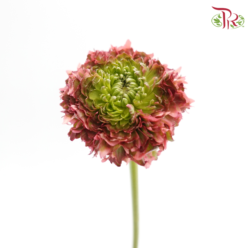 Ranunculus Pon Pon - Fairyland (Per Bunch)-Bicolour Coral Pink & Green-China-prflorist.com.my