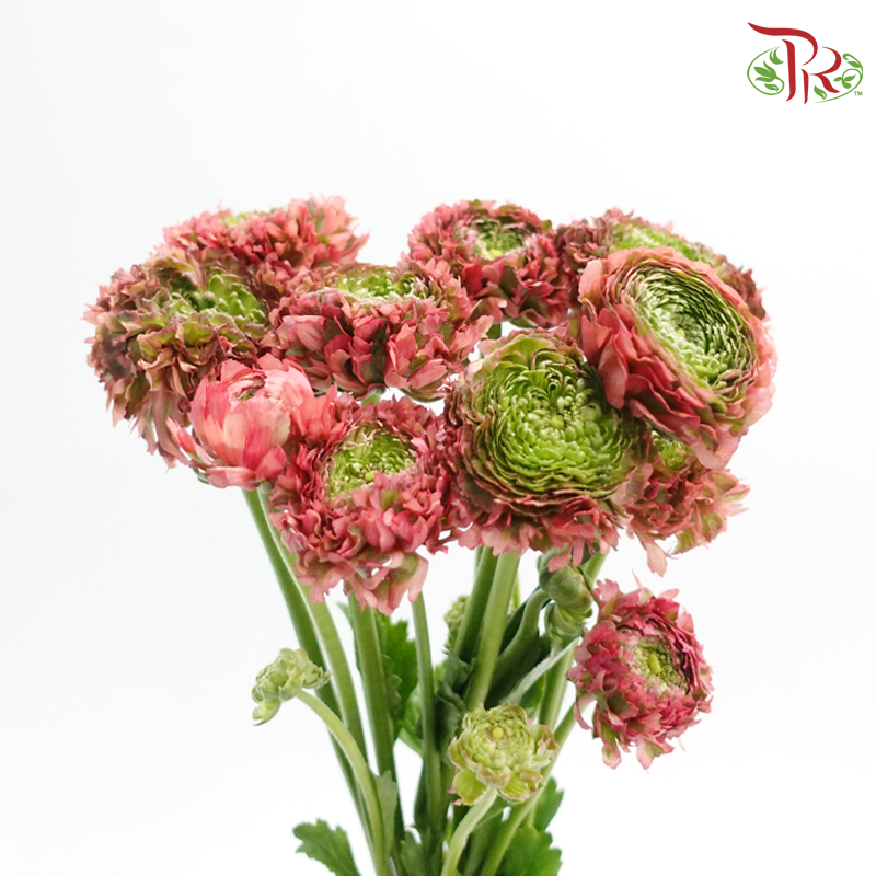 Ranunculus Pon Pon - Fairyland (Per Bunch)-Bicolour Coral Pink & Green-China-prflorist.com.my