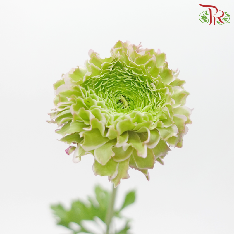 Ranunculus Pon Pon - Light Pink (Per Bunch)-Light Pink-China-prflorist.com.my