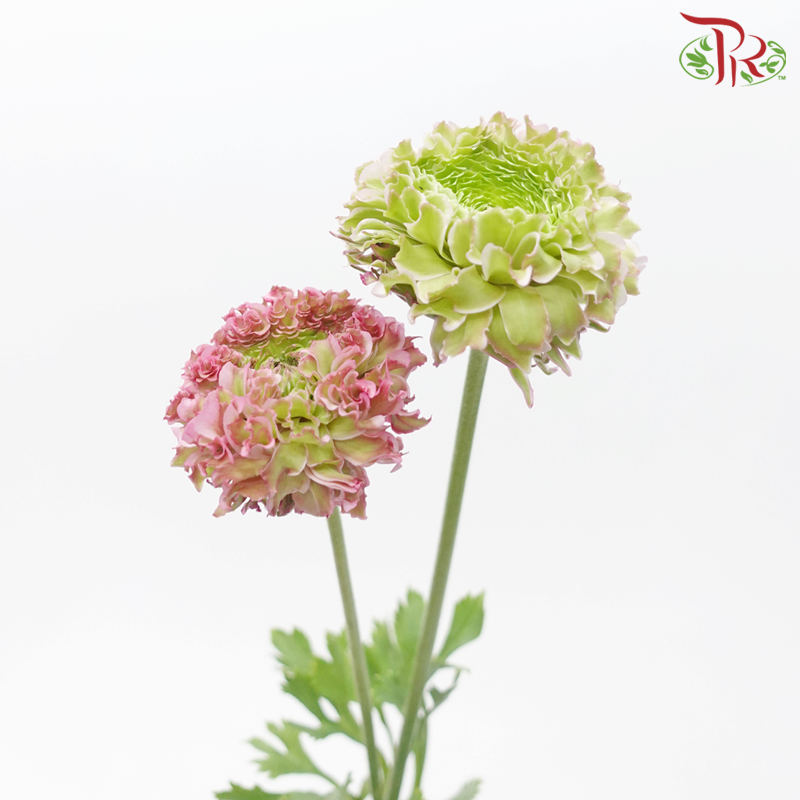 Ranunculus Pon Pon - Light Pink (Per Bunch)-Light Pink-China-prflorist.com.my
