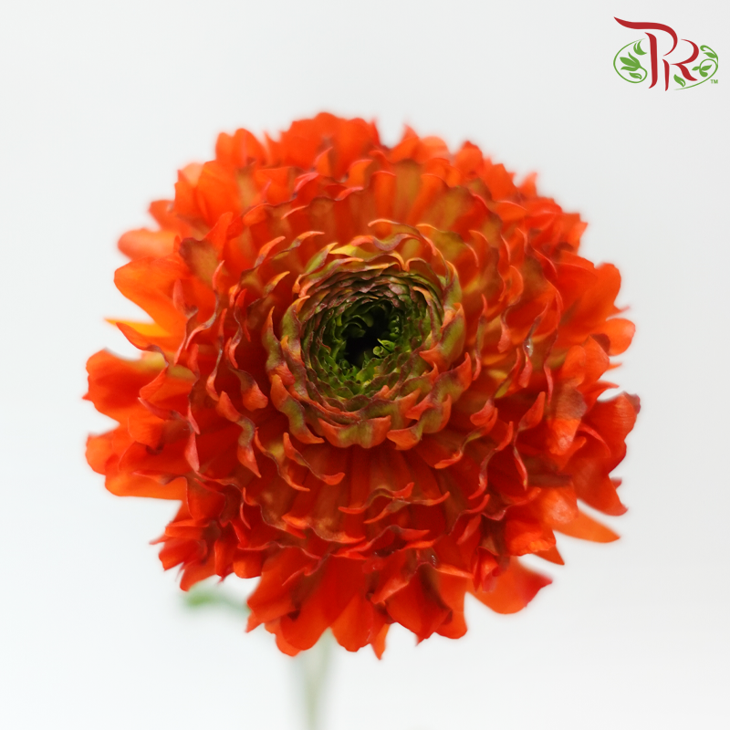Ranunculus Pon Pon - Orange Off Green (Per Bunch)-Orange-China-prflorist.com.my