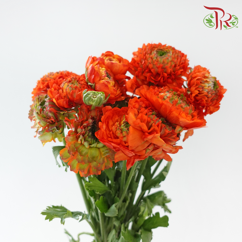 Ranunculus Pon Pon - Orange Off Green (Per Bunch)-Orange-China-prflorist.com.my