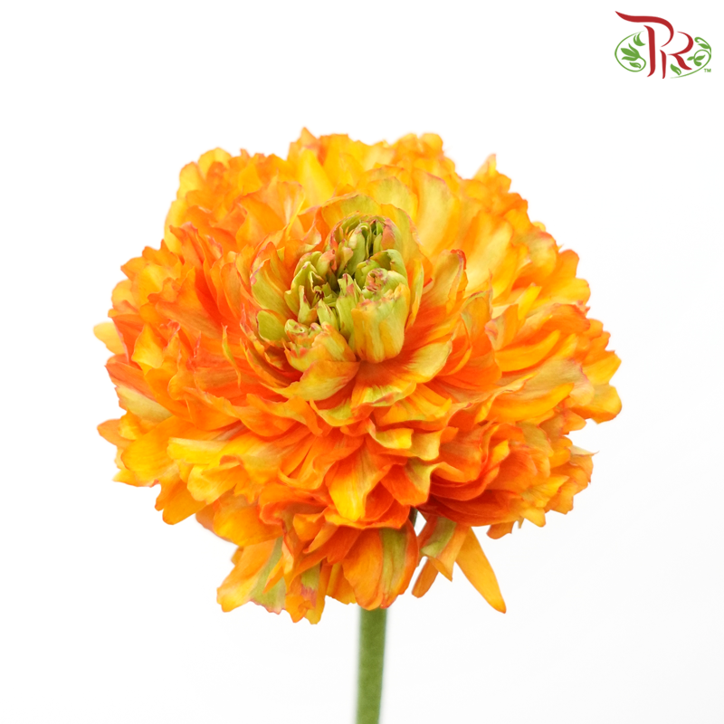 Ranunculus Pon Pon - Orange (Per Bunch)-Orange-China-prflorist.com.my