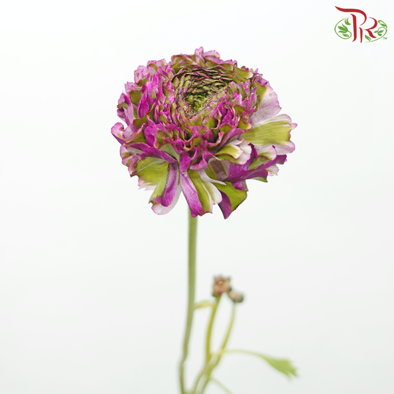 Ranunculus Pon Pon - Purple Tone Green (Per Bunch)-Purple Tone Green-China-prflorist.com.my