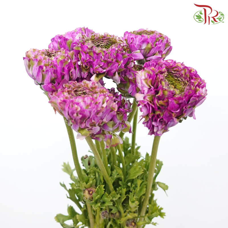 Ranunculus Pon Pon - Purple Tone Green (Per Bunch)-Purple Tone Green-China-prflorist.com.my