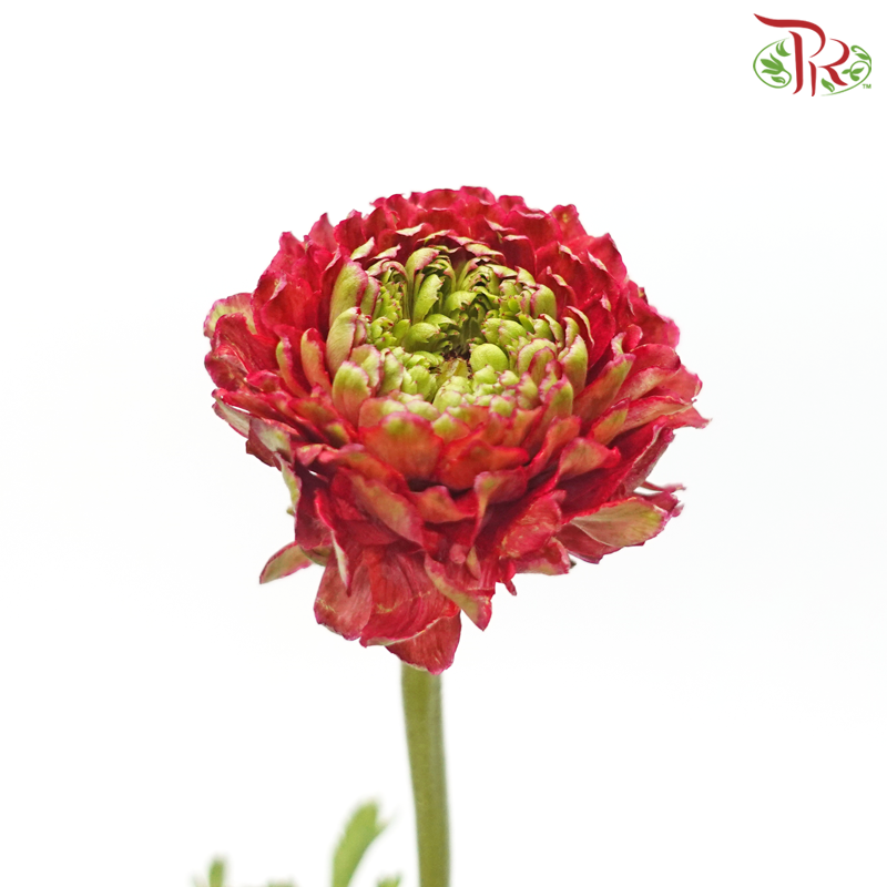 Ranunculus Pon Pon - Red (Per Bunch)-Red-China-prflorist.com.my