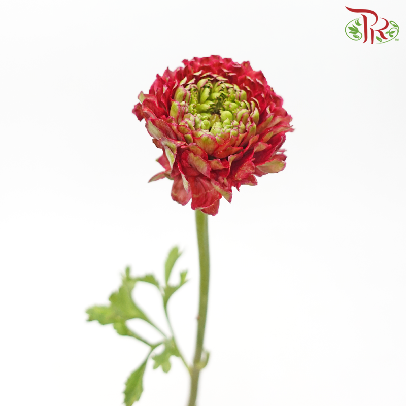 Ranunculus Pon Pon - Red (Per Bunch)-Red-China-prflorist.com.my