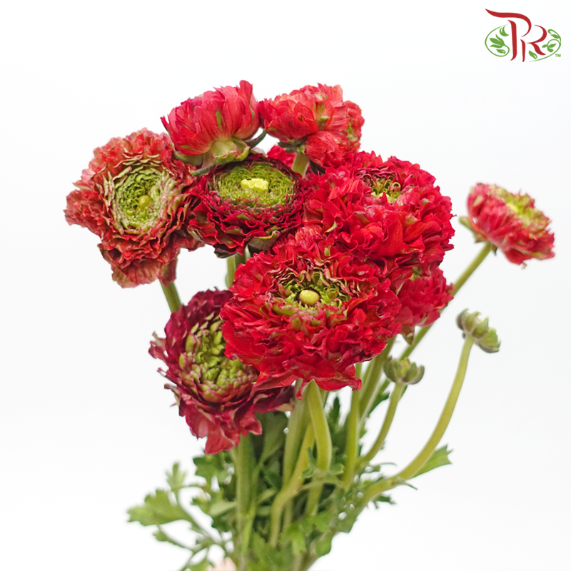 Ranunculus Pon Pon - Red (Per Bunch)-Red-China-prflorist.com.my