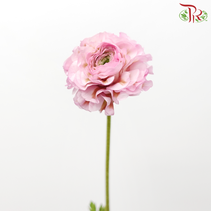 Ranunculus Pon Pon - Tone Green With Pink (Per Bunch)-Tone Green With Pink-China-prflorist.com.my