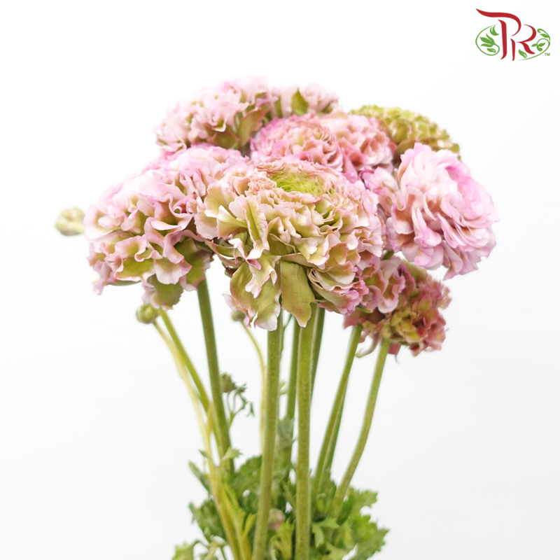 Ranunculus Pon Pon - Tone Green With Pink (Per Bunch)-Tone Green With Pink-China-prflorist.com.my