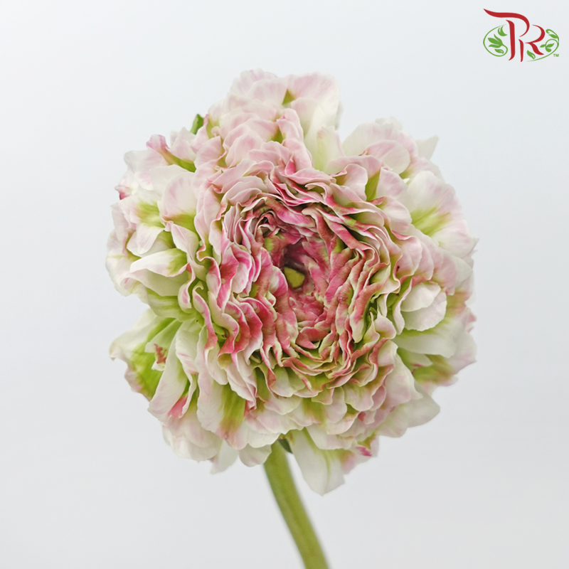 Ranunculus Pon Pon - Tone Green With Pink (Per Bunch)-Tone Green With Pink-China-prflorist.com.my