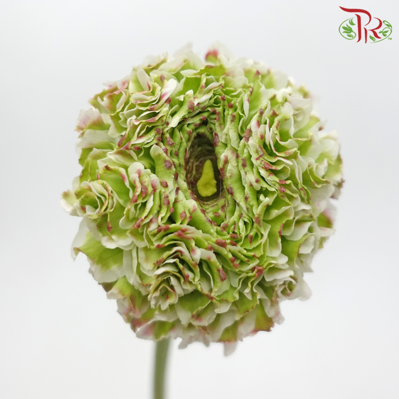 Ranunculus Pon Pon - Tone Green With Pink (Per Bunch)-Tone Green With Pink-China-prflorist.com.my