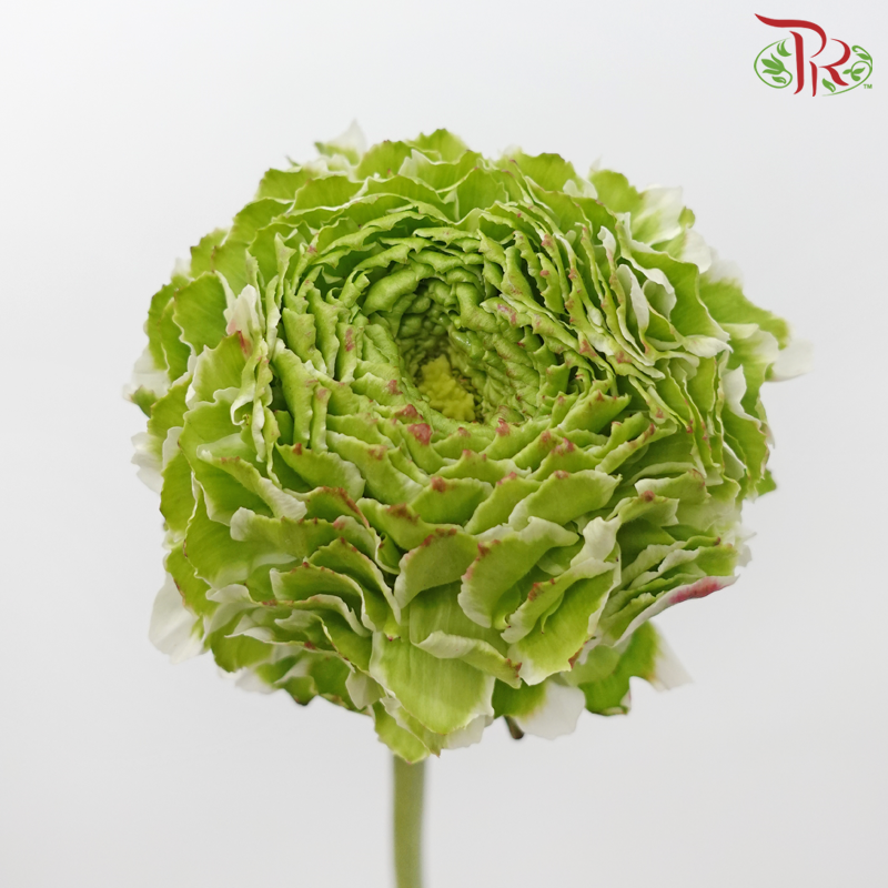 Ranunculus Pon Pon - Tone Green With Pink (Per Bunch)-Tone Green With Pink-China-prflorist.com.my