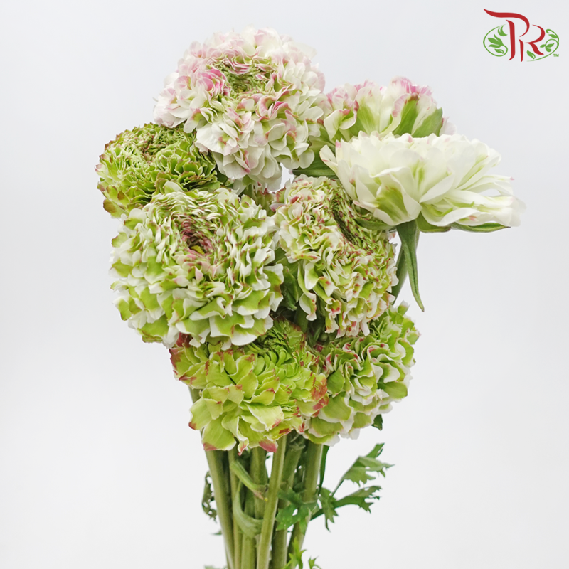 Ranunculus Pon Pon - Tone Green With Pink (Per Bunch)-Tone Green With Pink-China-prflorist.com.my