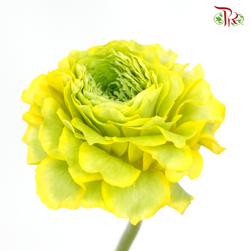 Ranunculus Pon Pon - Yellow (Per Bunch)-Yellow-China-prflorist.com.my