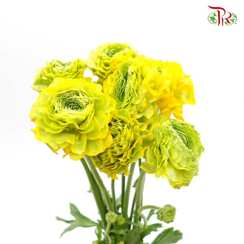 Ranunculus Pon Pon - Yellow (Per Bunch)-Yellow-China-prflorist.com.my