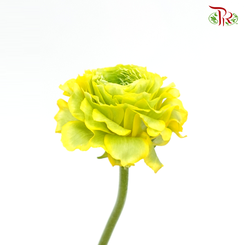Ranunculus Pon Pon - Yellow (Per Bunch)-Yellow-China-prflorist.com.my