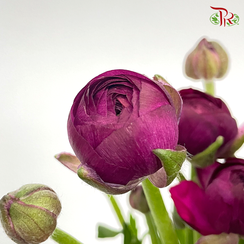Ranunculus -Purple 1 (Per Bunch) *Small Bud *Fragile-Purple-China-prflorist.com.my