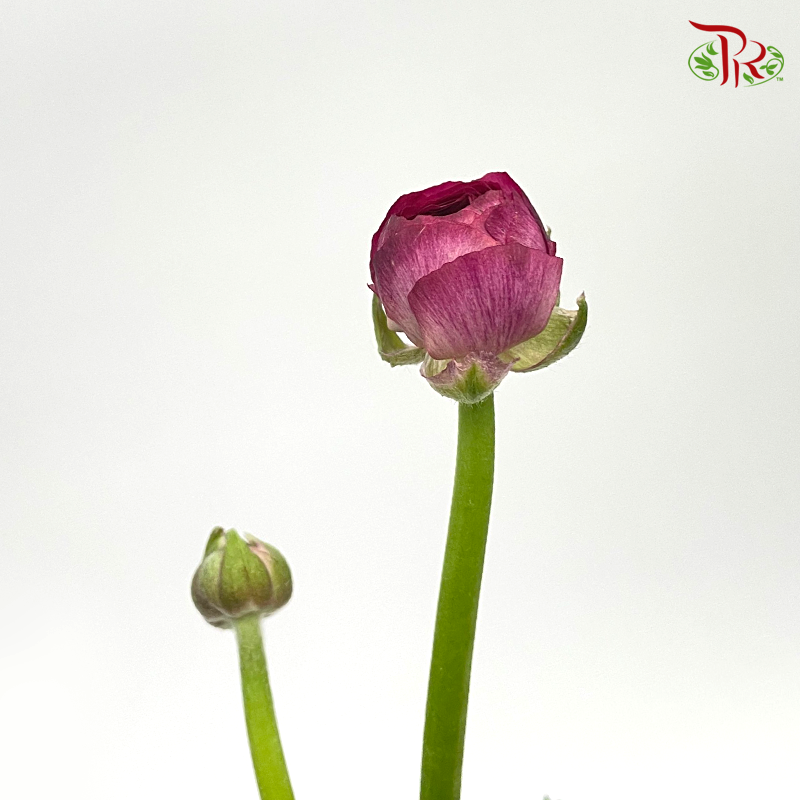 Ranunculus -Purple 1 (Per Bunch) *Small Bud *Fragile-Purple-China-prflorist.com.my