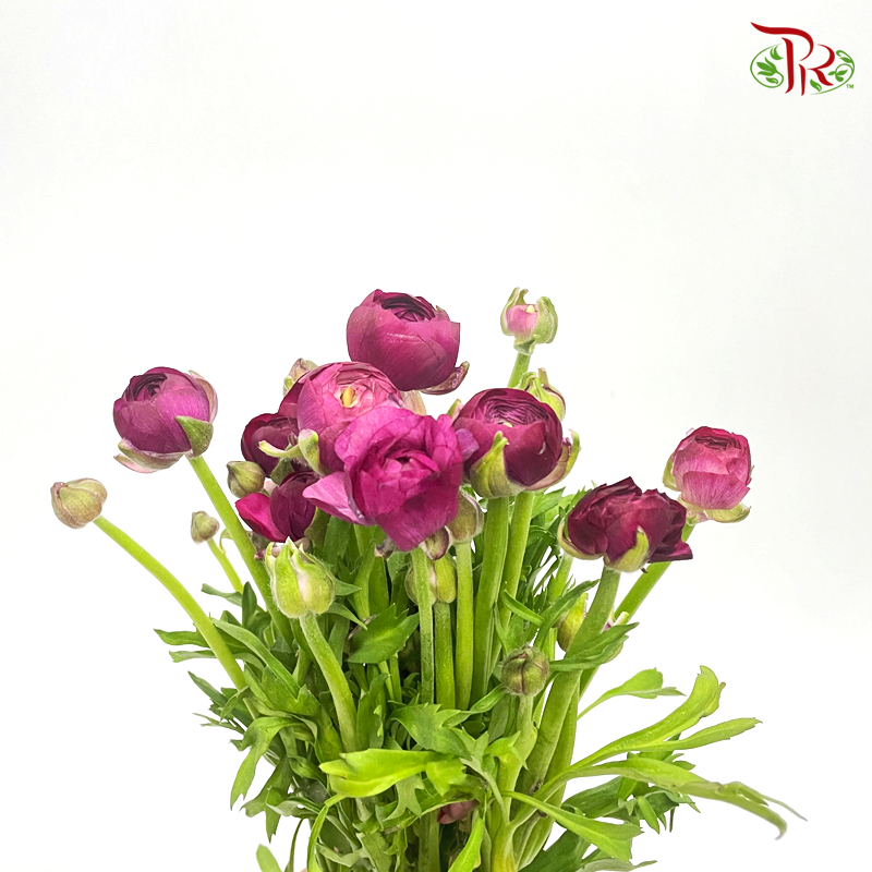 Ranunculus -Purple 1 (Per Bunch) *Small Bud *Fragile-Purple-China-prflorist.com.my