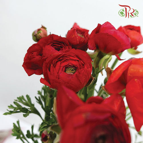 Ranunculus - Red (5 Stems) *FRAGILE-Red-Netherland-prflorist.com.my