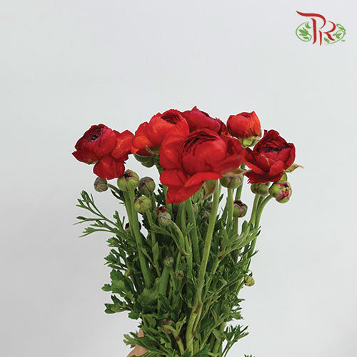 Ranunculus - Red (5 Stems) *FRAGILE-Red-Netherland-prflorist.com.my