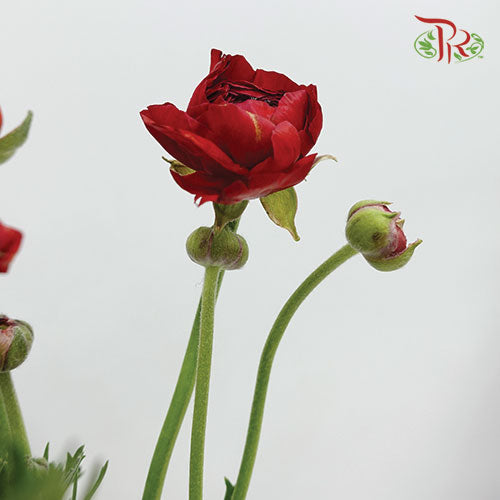 Ranunculus - Red (5 Stems) *FRAGILE-Red-Netherland-prflorist.com.my