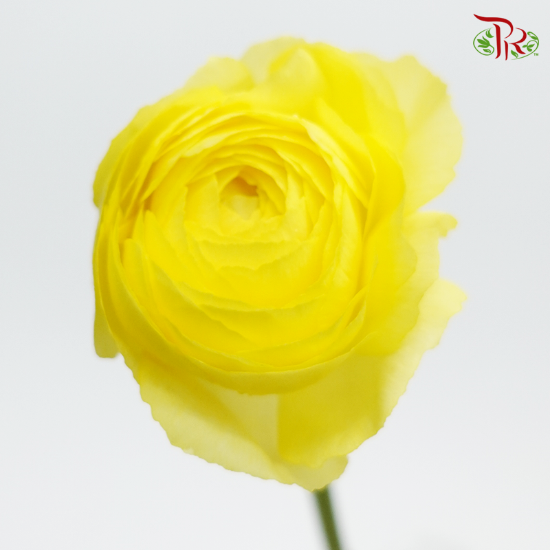 Ranunculus - Sivas (5 Stems) ***Fragile-Yellow-Japan-prflorist.com.my