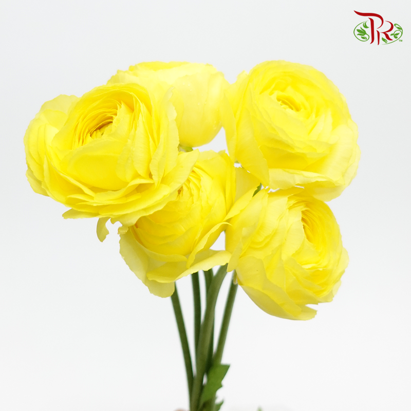 Ranunculus - Sivas (5 Stems) ***Fragile-Yellow-Japan-prflorist.com.my