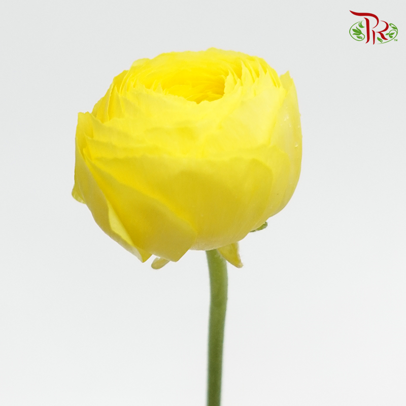 Ranunculus - Sivas (5 Stems) ***Fragile-Yellow-Japan-prflorist.com.my