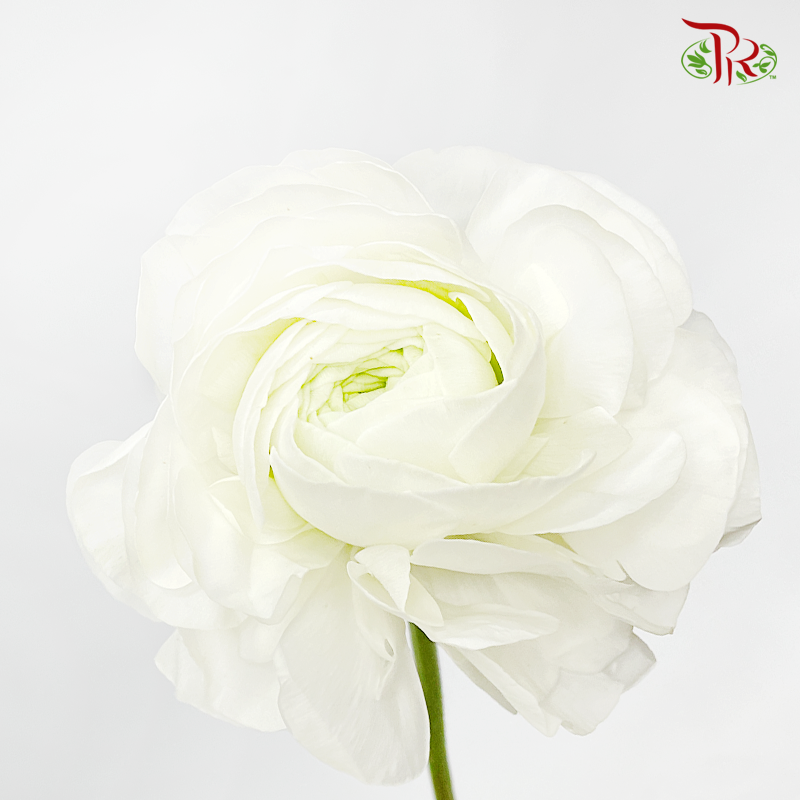 Ranunculus - Super Snow White (5 Stems) ***FRAGILE-White-Japan-prflorist.com.my
