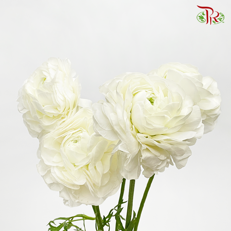 Ranunculus - Super Snow White (5 Stems) ***FRAGILE-White-Japan-prflorist.com.my