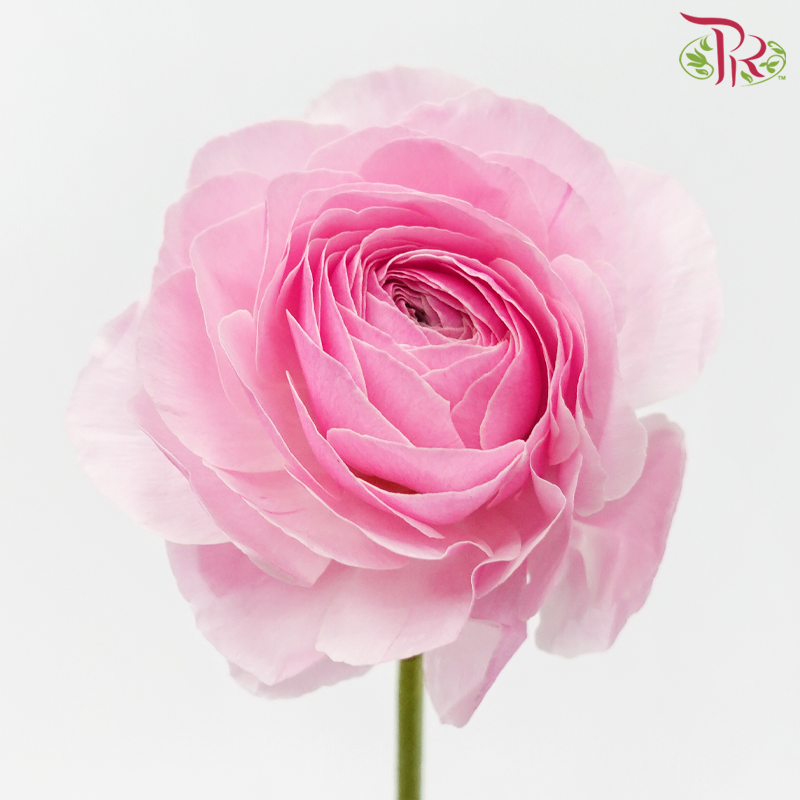Ranunculus - Sweet Pink ***Fragile (5 Stems)-Sweet Pink-Japan-prflorist.com.my
