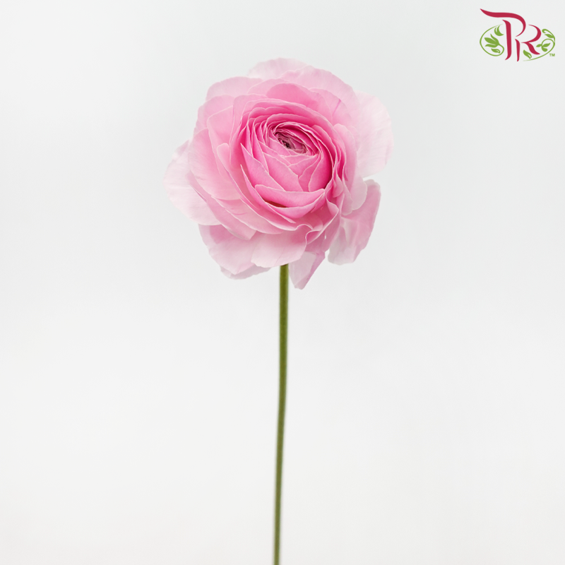 Ranunculus - Sweet Pink ***Fragile (5 Stems)-Sweet Pink-Japan-prflorist.com.my